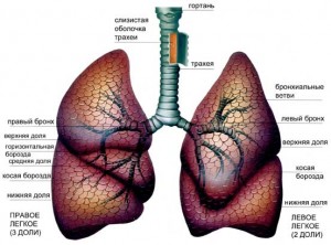 РСV и концепция «открытых легких»